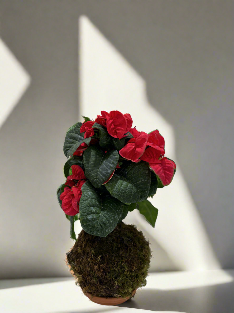 Pascua Poinsettia Rizada Kokedama