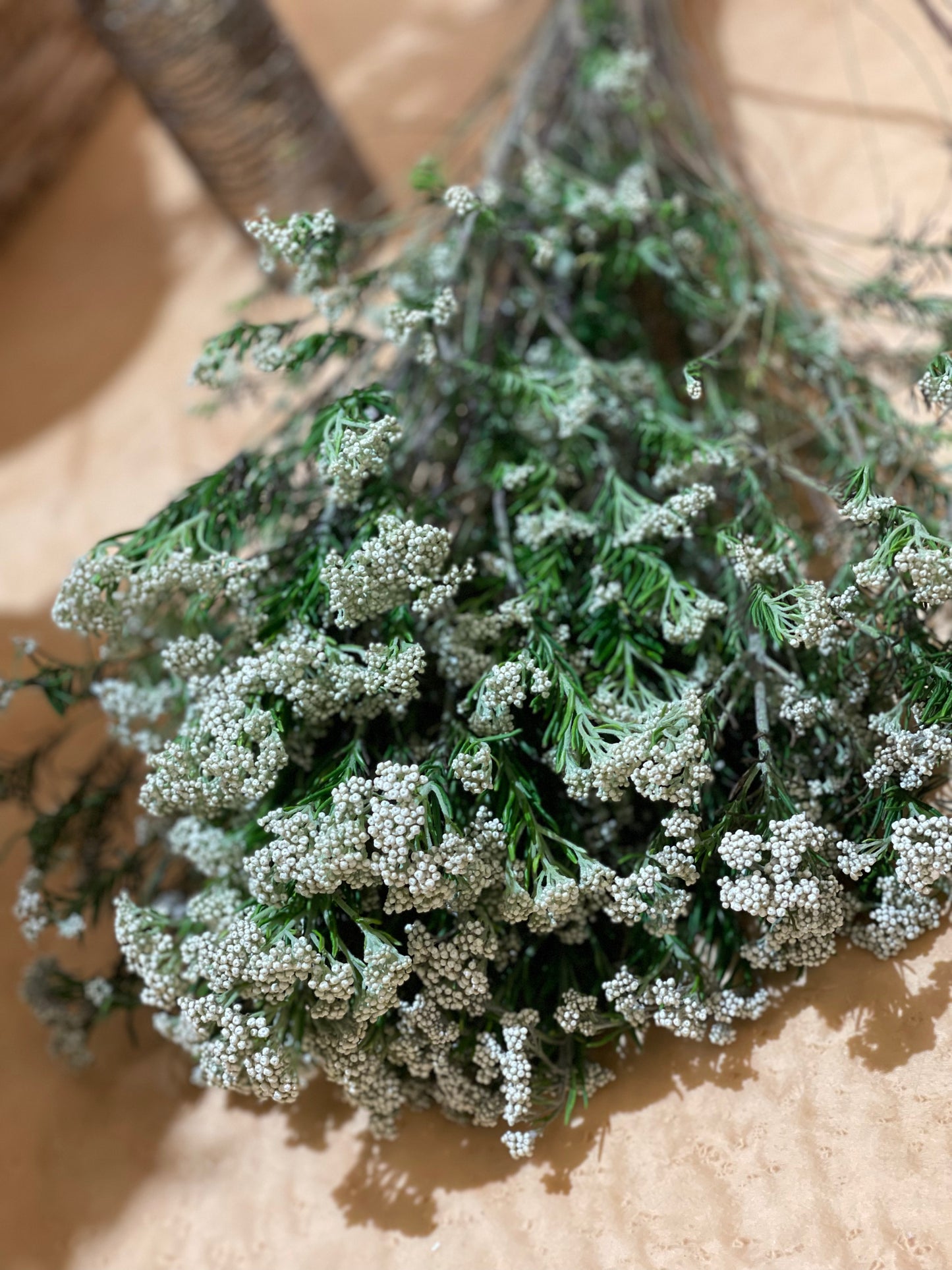 Rice Flower Dried