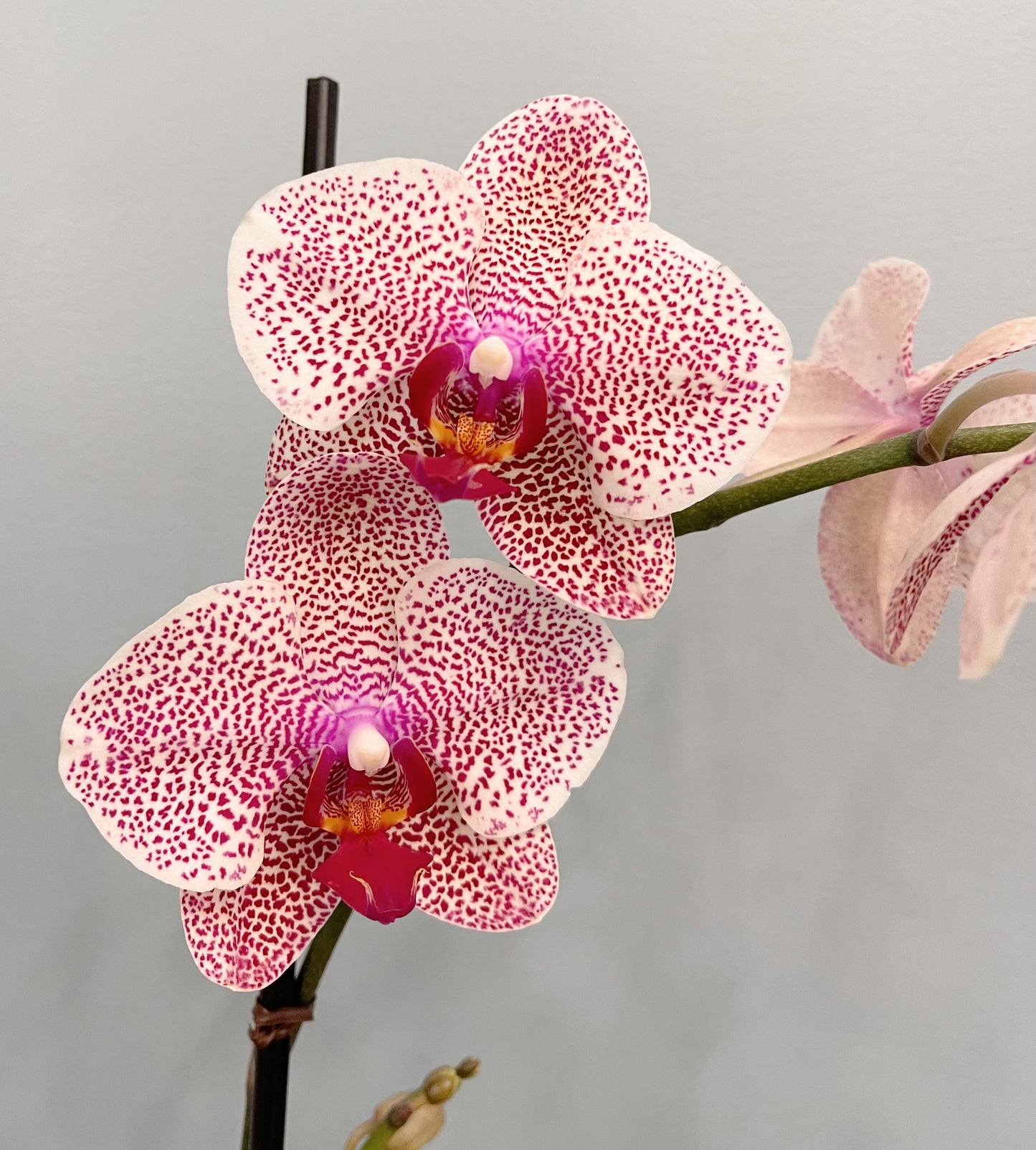 Kokedama Phalaenopsis Orchid