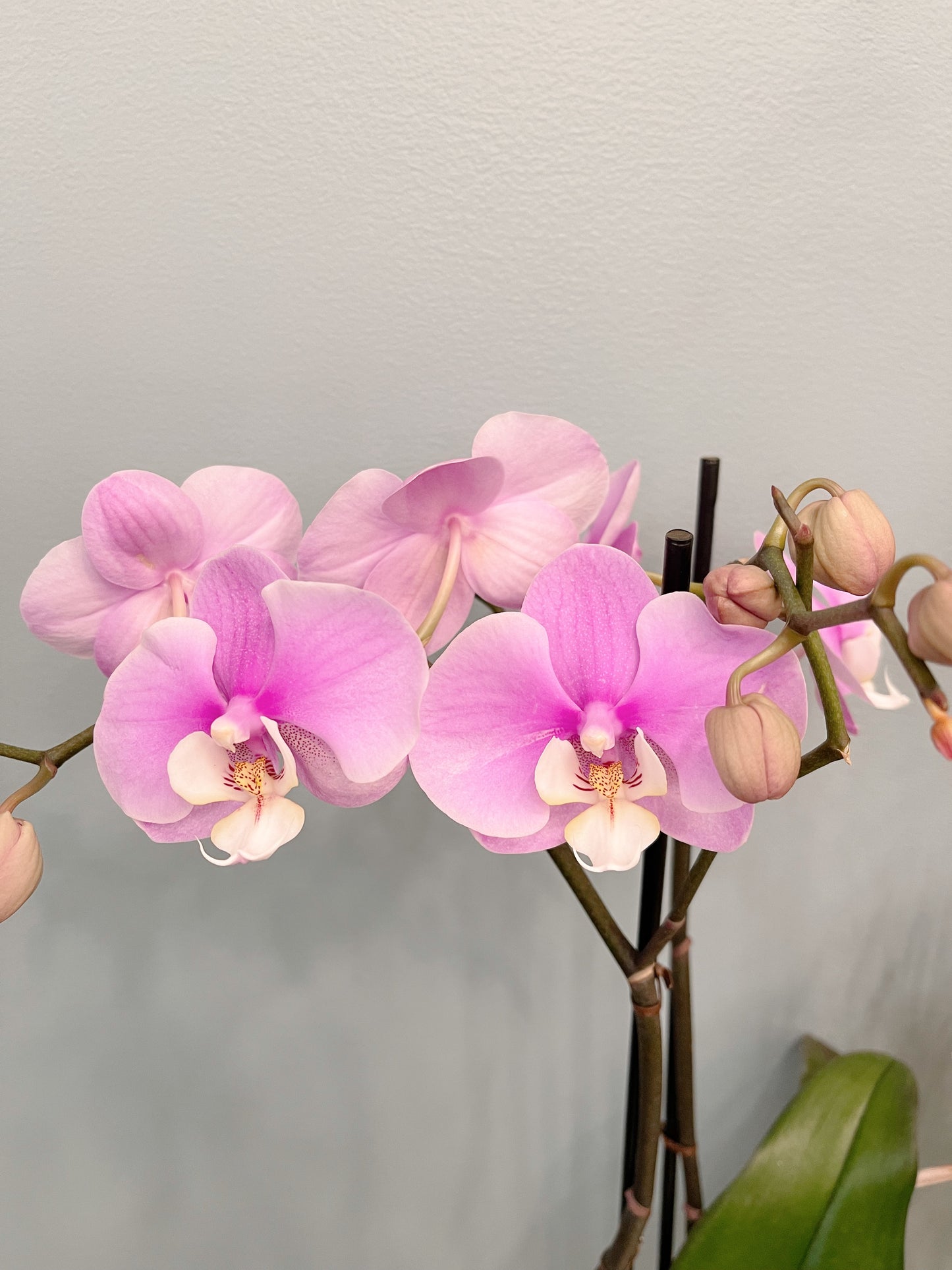 Kokedama Phalaenopsis Orchid