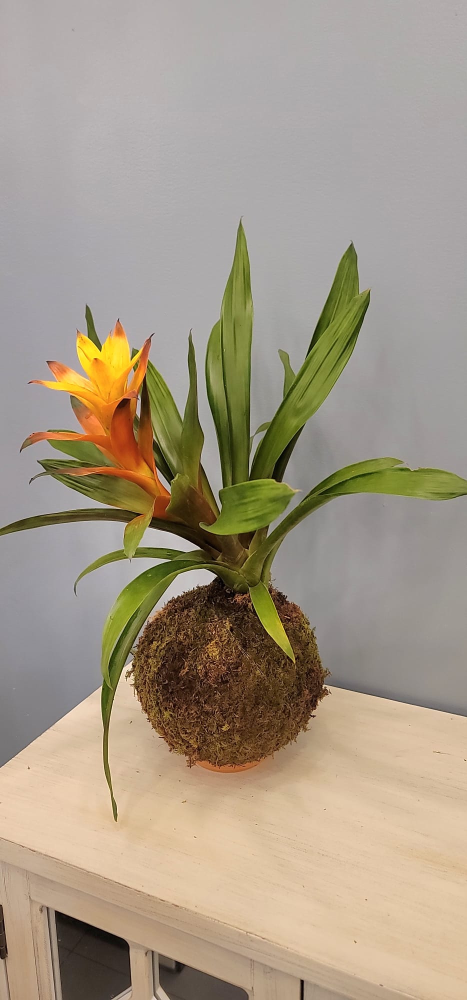 Bromelia Kokedama