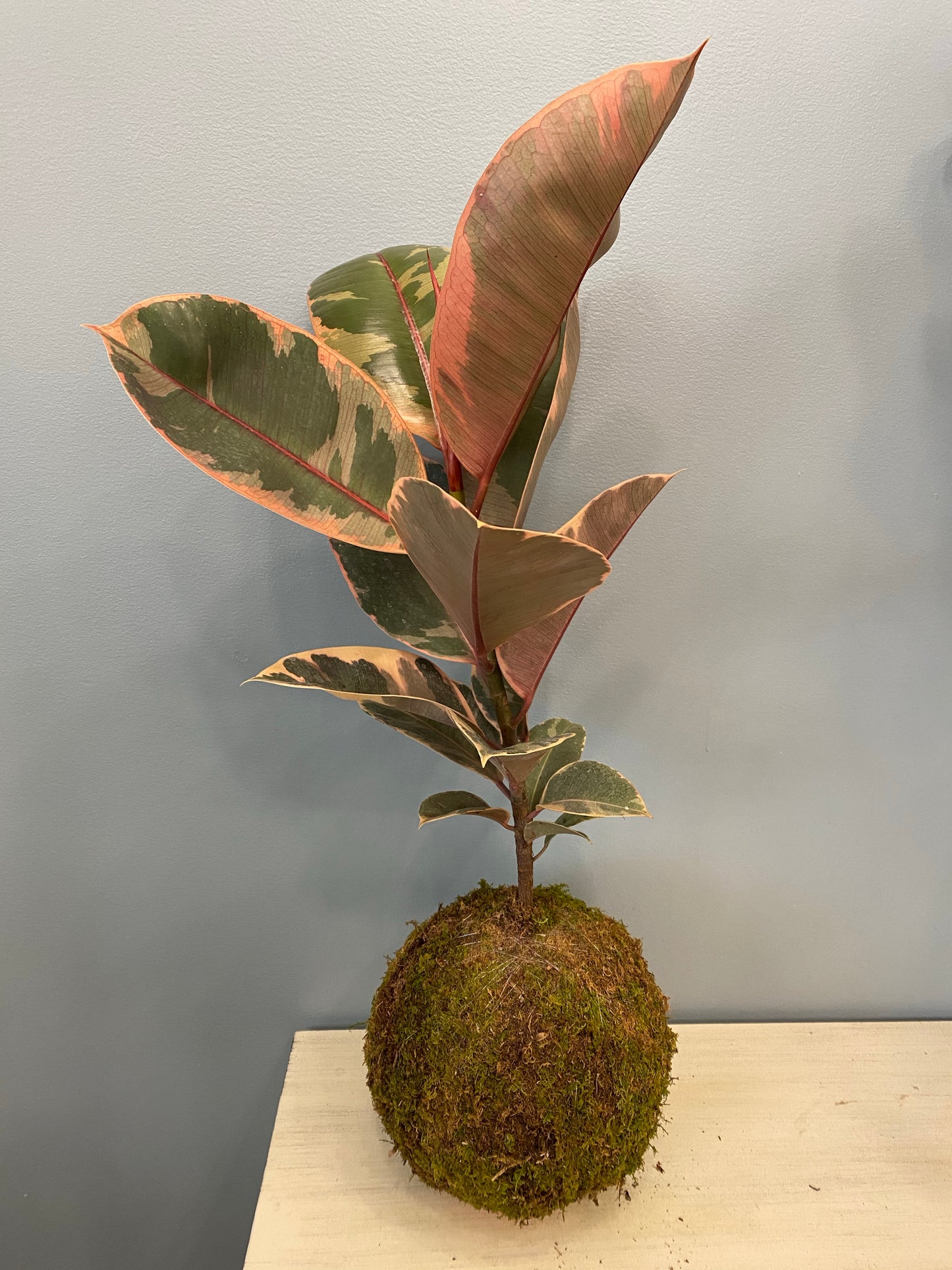 Ficus Rubber Plant Kokedama