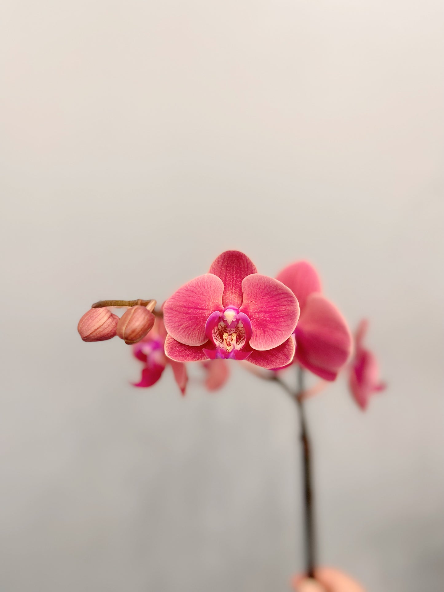 Kokedama Phalaenopsis Orchid