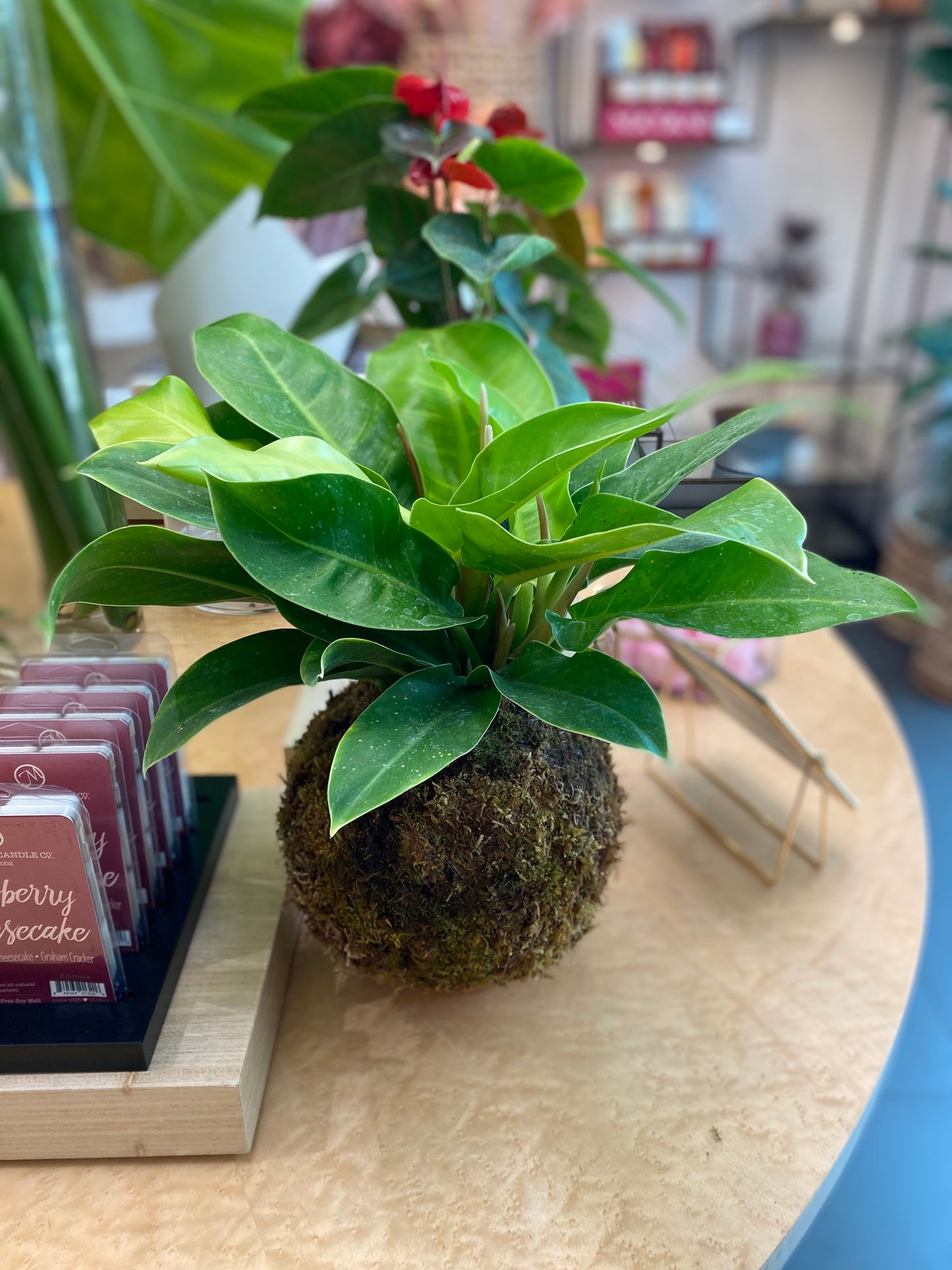 Kokedama Philodendron Moonlight