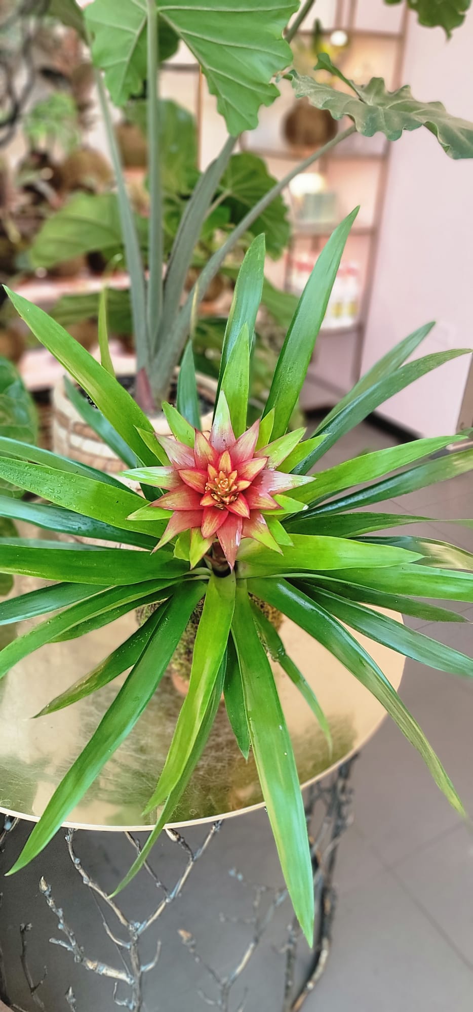 Bromelia Kokedama