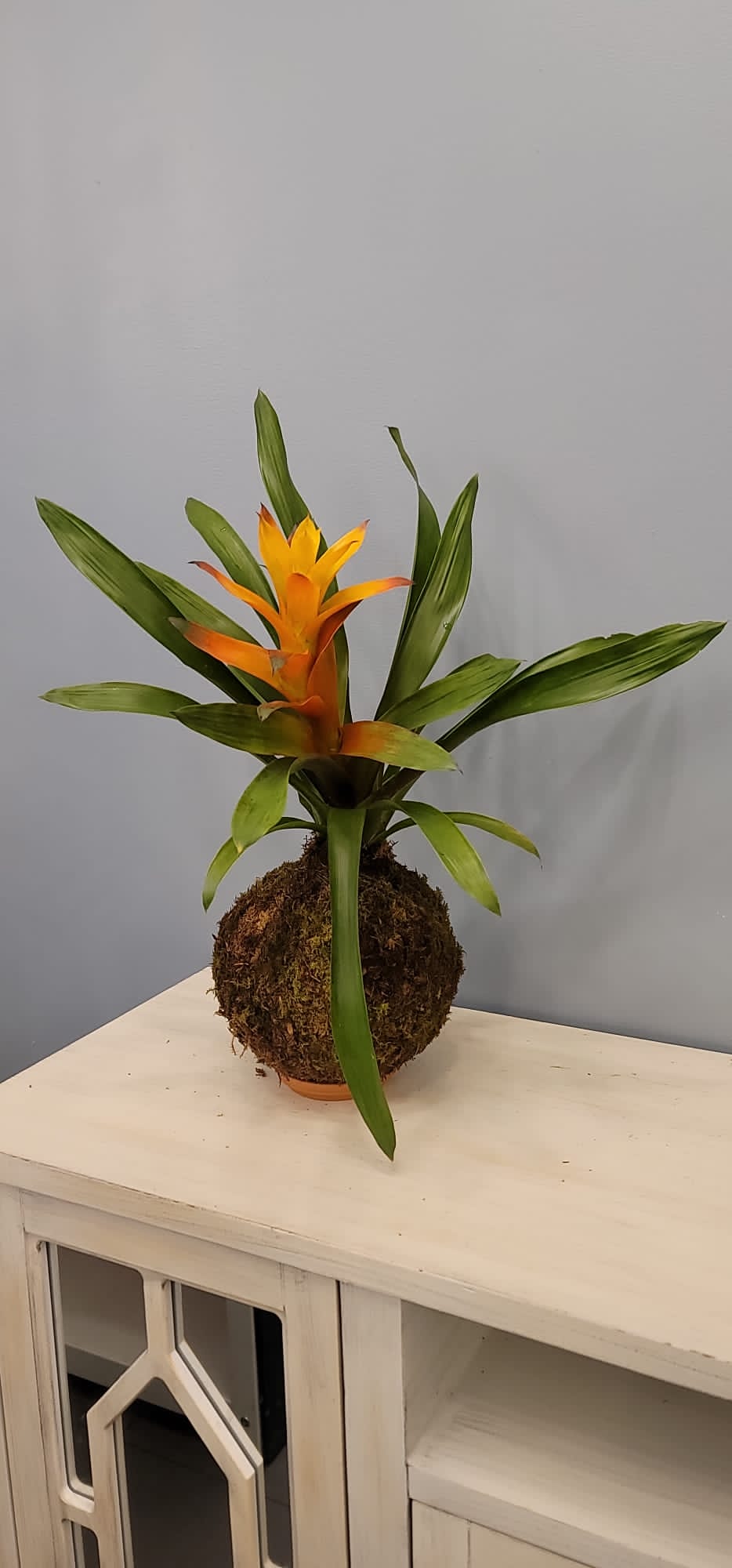 Bromelia Kokedama