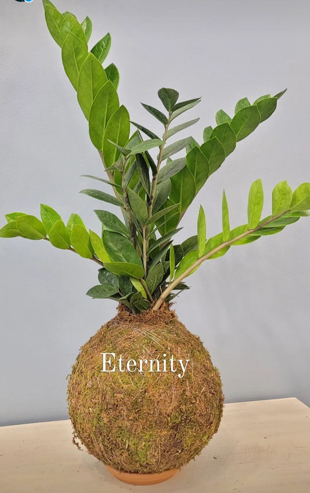 Eternity Kokedama