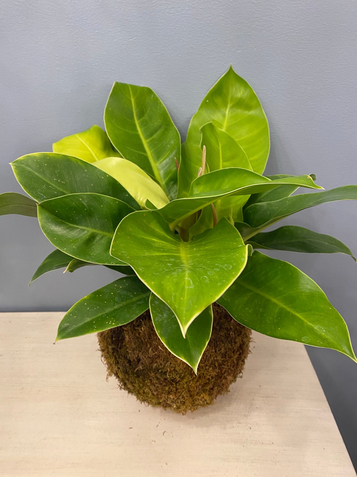 Kokedama Philodendron Moonlight