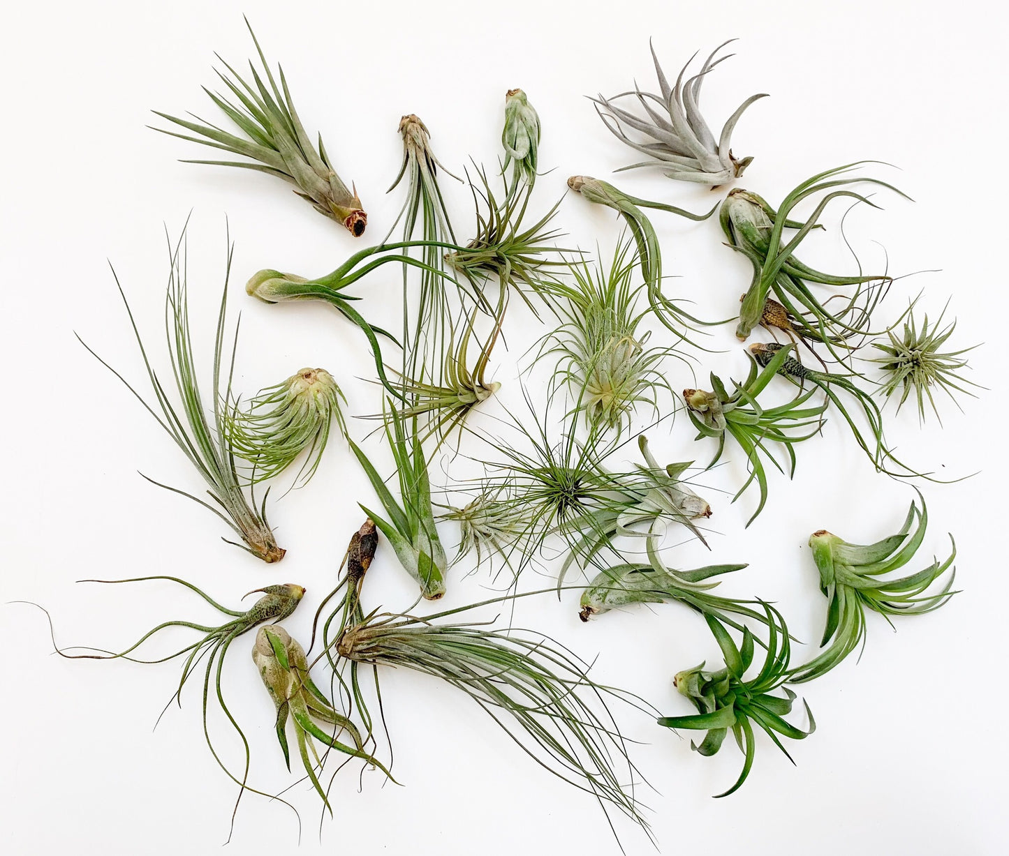 Single Air Plants Tillandsia