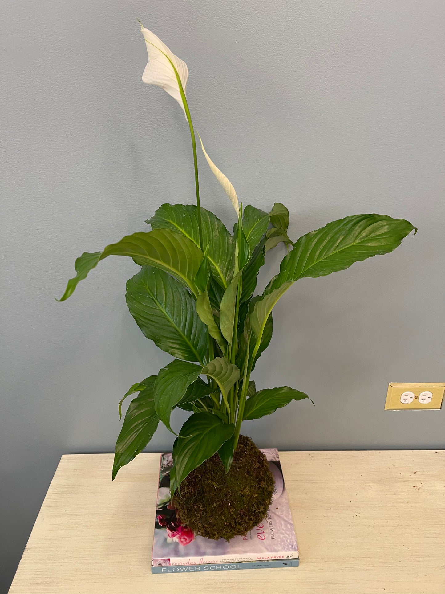 Kokedama Lirio De Paz / Spathiphyllum