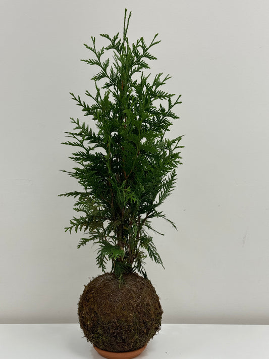 Cypress Kokedama