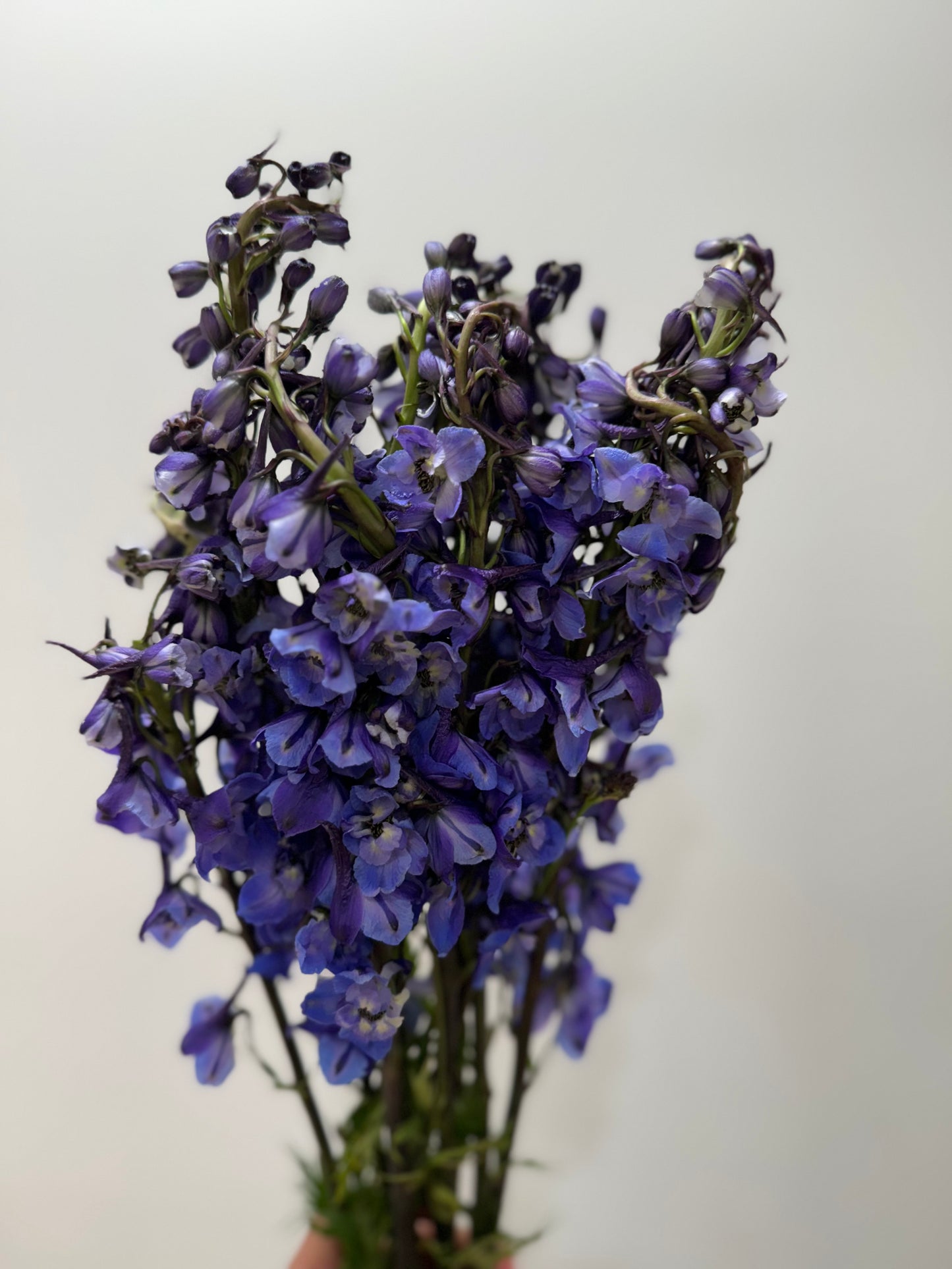 Delphinium Blue Dark Sea Waltz