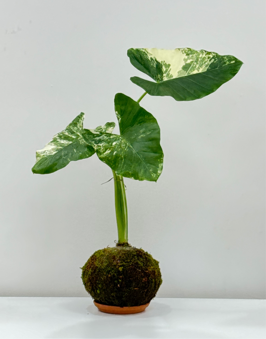 Alocasia Variegata Kokedama