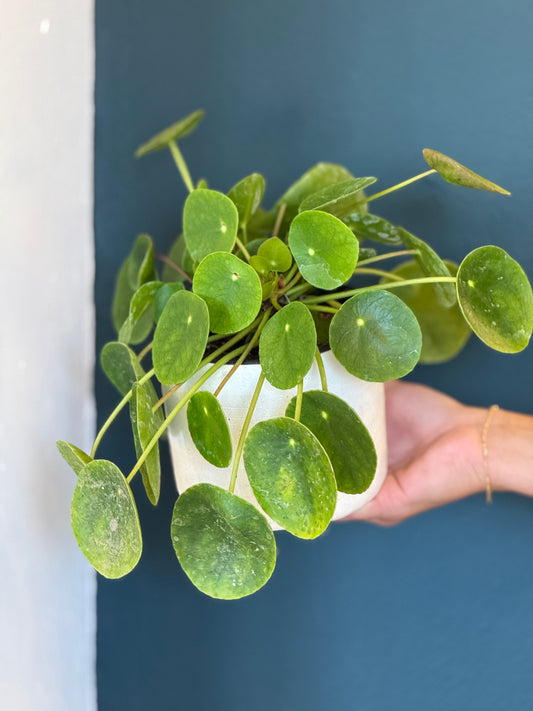 Pilea Potted Plant