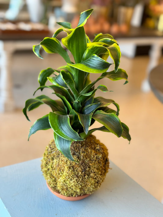 Kokedama Dracaena Tornado