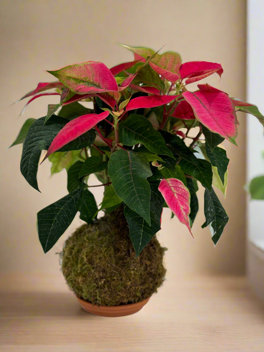 Kokedama poinsettia red