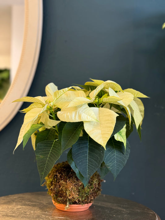 Pascua Poinsettia Blanca Kokedama