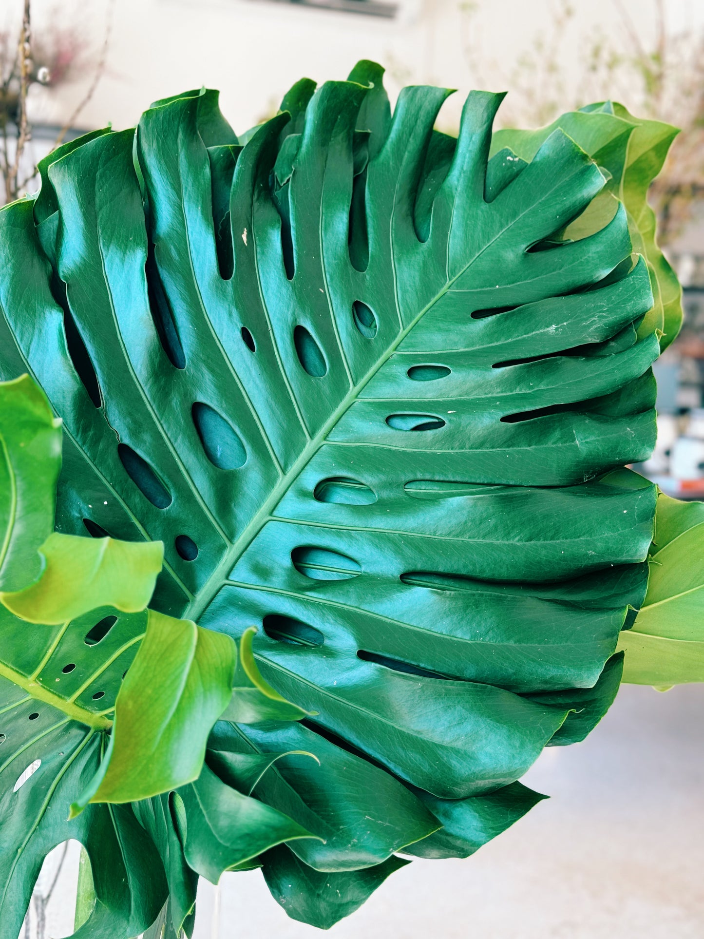 Monstera Leaf