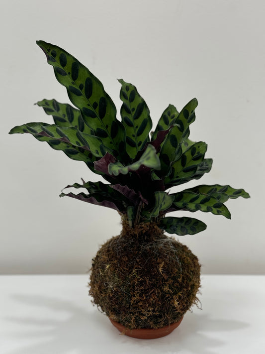 Kokedama Calathea