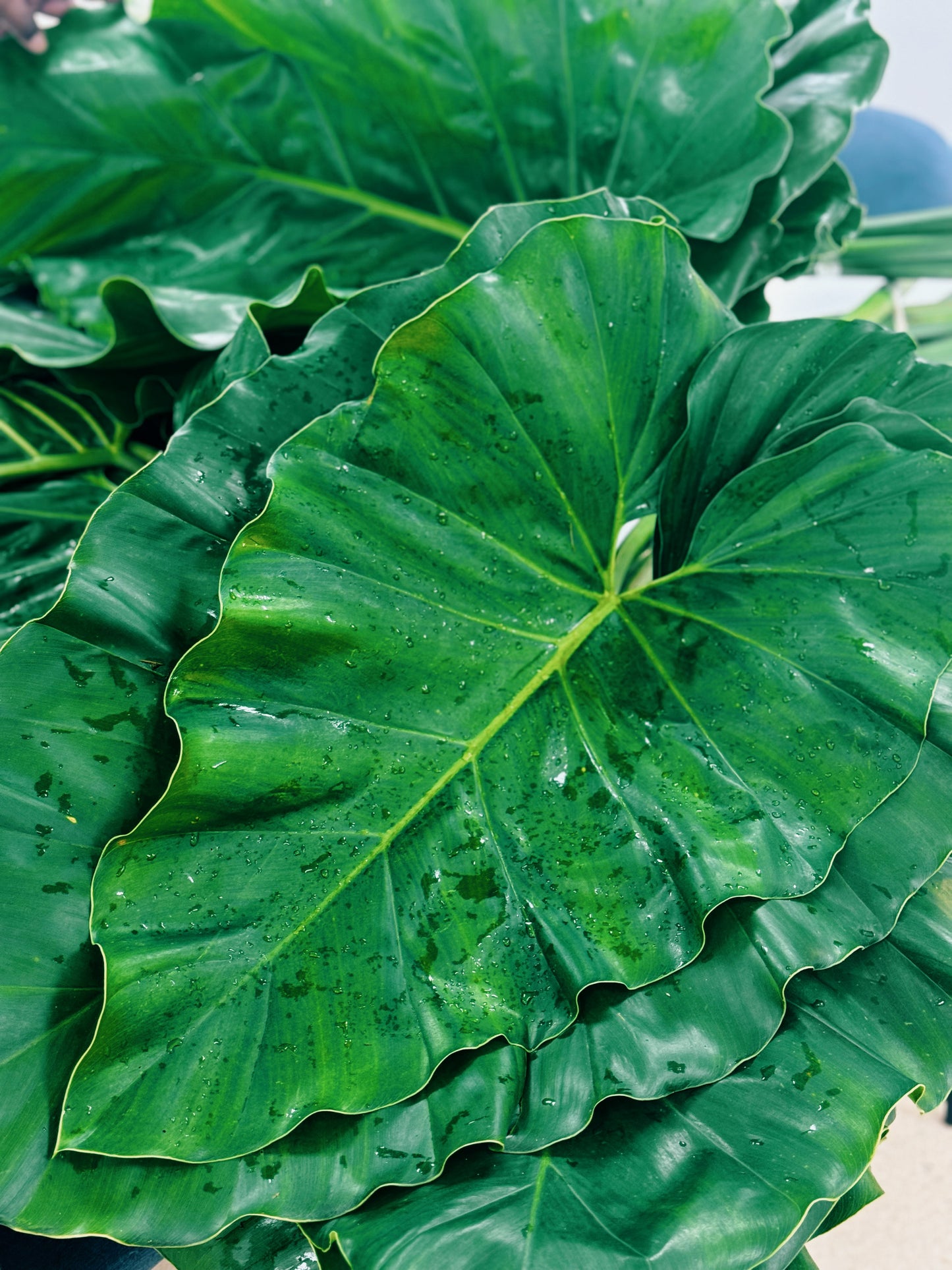 Elephant Ear (Oreja de Elefante)