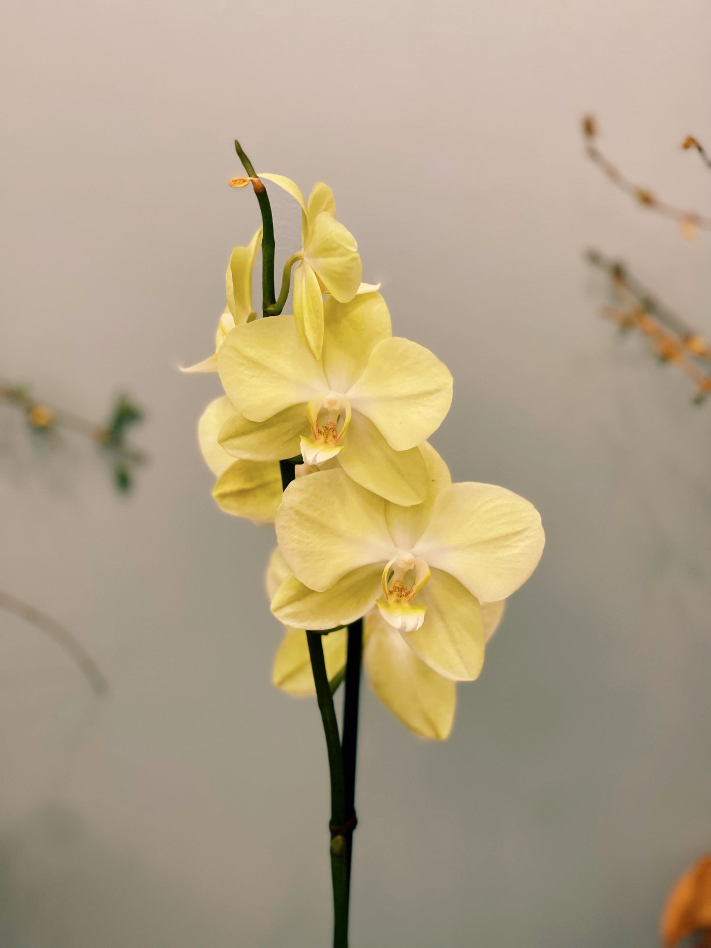Kokedama Phalaenopsis Orchid