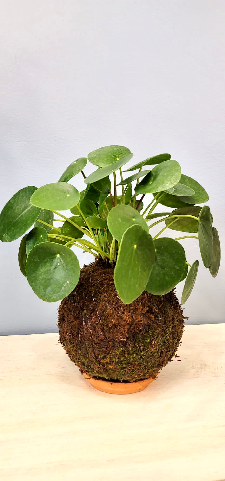 Pilea Kokedama