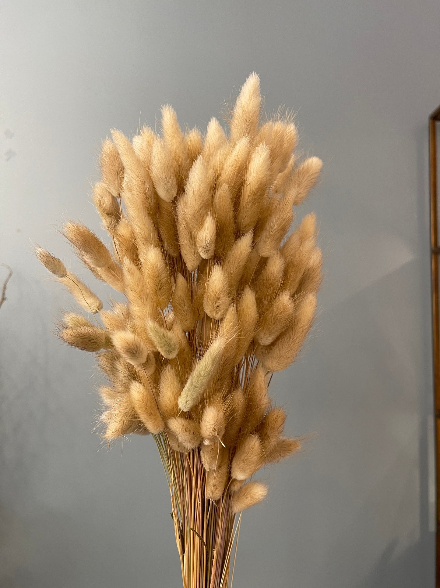 bunny tail natural dried color bunch