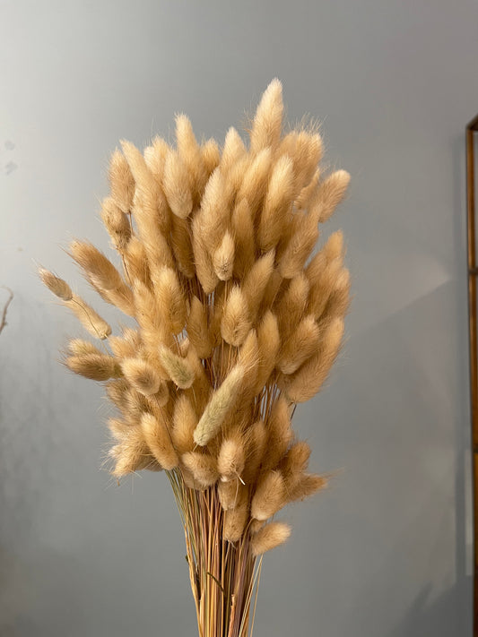 bunny tail natural dried color bunch