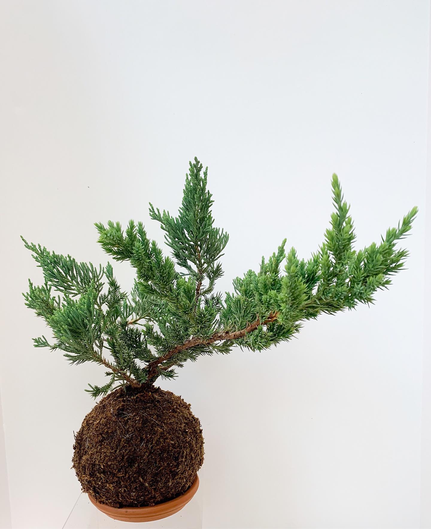 Kokedama Juniper