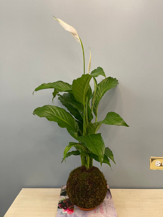 Kokedama Lirio De Paz / Spathiphyllum