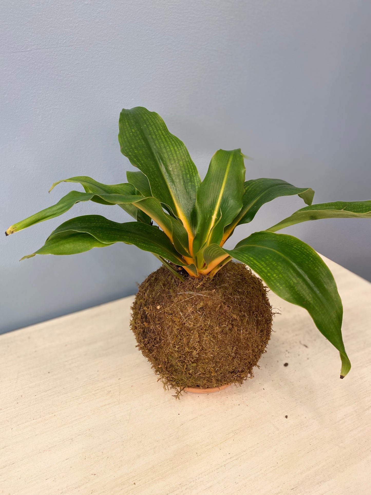 Kokedama Philodendron Eva