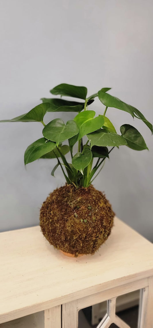 Kokedama Monstera