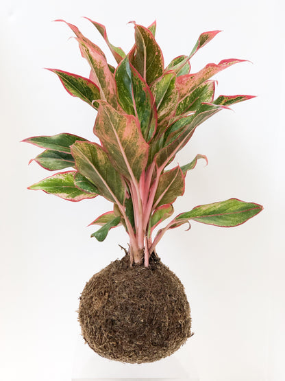 Aglaonema Kokedama